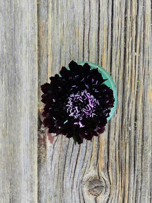 BLACKBERRY SCOOP BURGUNDY SCABIOSA